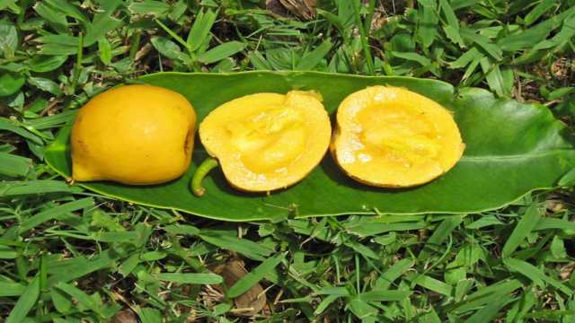 7 Manfaat Buah Asam Kandis untuk Kesehatan